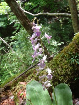 ナツエビネの花。