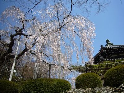 善峯寺のシダレザクラ