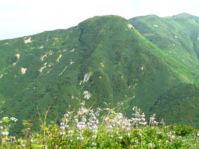 ハクサンシャジン