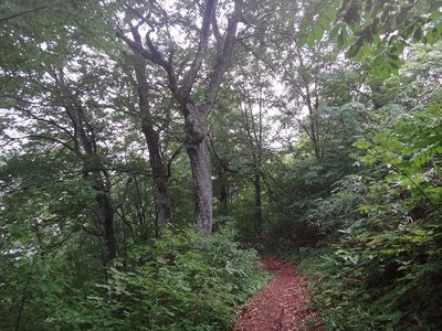 DSC00882.jpg (196.13 KiB) 閲覧された回数 4640 回 予想外のブナの穴場的なキリンテ登山道