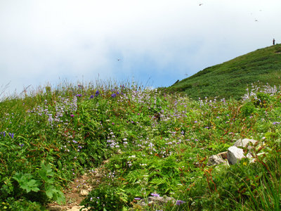 お花畑と会津の青年