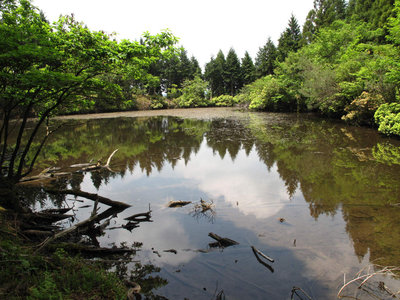 IMG_2652.jpg (167.73 KiB) 閲覧された回数 7789 回 水舟の池