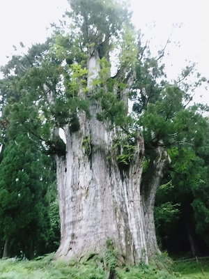 名のある巨木を見に行きたいのだよなあ。それと祭りだワン。