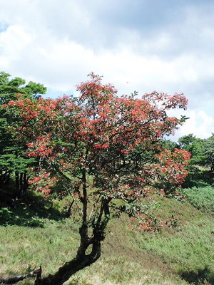 ●赤い実のマユミちゃん