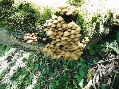 ●　キノコがシーズンだね