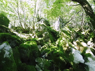 ●苔の量も少なくなりましたね、乾いてるんだ。