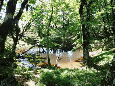 幸助の池.JPG (345.71 KiB) 閲覧された回数 10494 回 ●幸助の池、こんなに濁った池水みるの初めてです