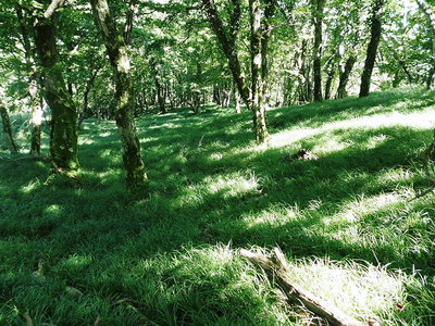 緑の床.JPG (341.52 KiB) 閲覧された回数 10489 回 ●柔らかな草の原、お池のよさは他国に負けないよ