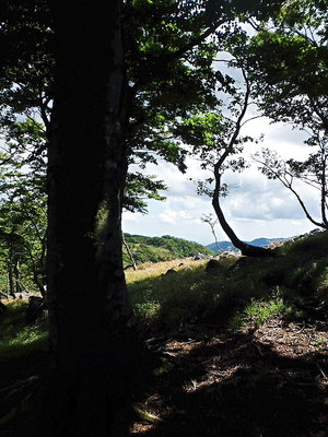 ブナ.JPG (173.86 KiB) 閲覧された回数 10489 回 ●奥の平への番人ブナ