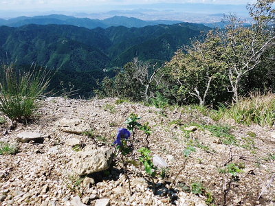 ● 天狗の鼻に咲くトリカブト