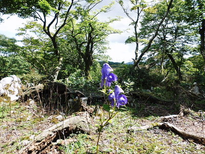 トリカブト3.JPG (357.89 KiB) 閲覧された回数 10099 回 ○ トリカブト少ないです。