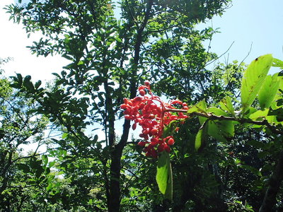 横だし.JPG (301.28 KiB) 閲覧された回数 10090 回 ○ 横だしの赤い実はナア~ンダ