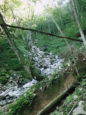 コグルミ谷.JPG (212.24 KiB) 閲覧された回数 10088 回 ○ コグルミ谷は歩きにくいよ。