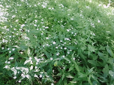 花.JPG (240.17 KiB) 閲覧された回数 10670 回 〇野菊かないっぱい咲いてたよ。