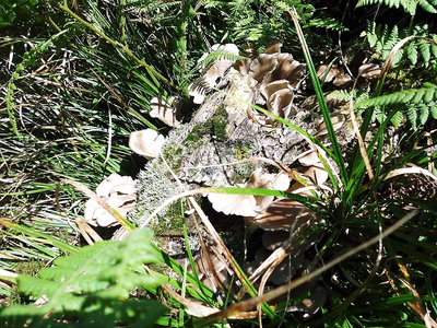 ブナシメジ.JPG (330.16 KiB) 閲覧された回数 10670 回 ●これブナシメジでしょ。ヒラタケかな?