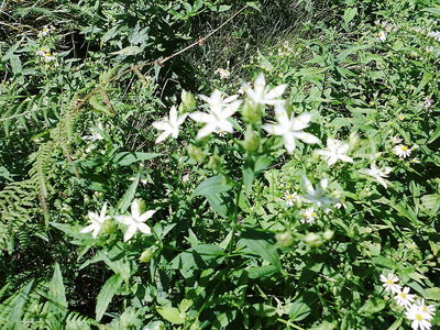 アケボノソウ.JPG (352.6 KiB) 閲覧された回数 10305 回 ●アケボノソウが一株咲いてました。風池で