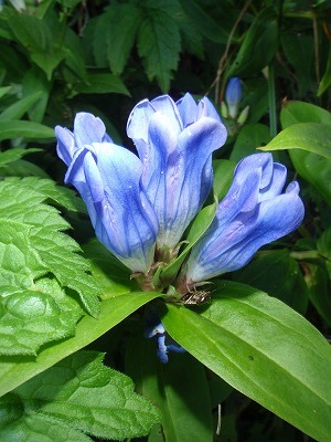 オヤマリンドウ