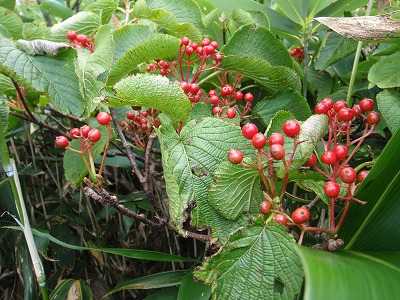 ムシカリ（オオカメノキ）の実？