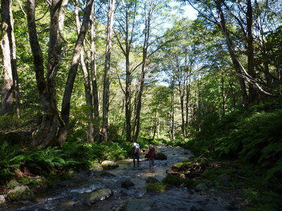 金ヶ丸中流域の癒しの樹林