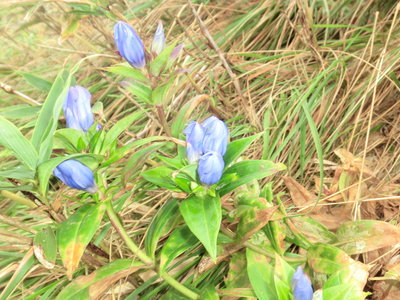 【これがアブナイ花？】