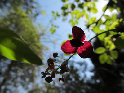 アケビの花（ゴヨウアケビかな？）