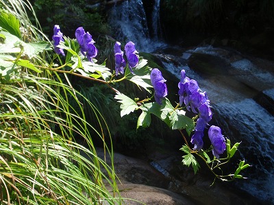 沢沿いに咲くトリカブトの花