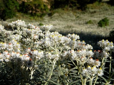 ホソバノヤマハハコの大群落