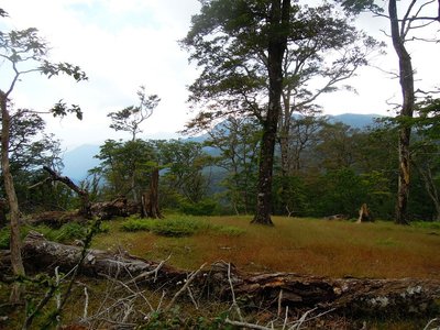 14時頃のボンサイ平。