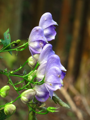 トリカブトしか・・
