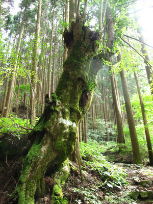 神末区有林の古木