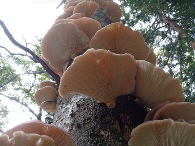 コレはいっぱいあったのだけど。