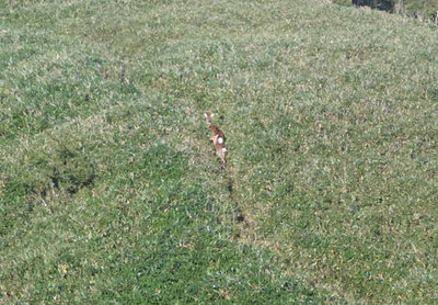 鹿.JPG (100.12 KiB) 閲覧された回数 3816 回 こいつら魔物ジャ!