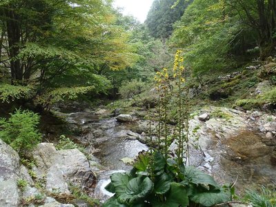 20120929-11.jpg (192.63 KiB) 閲覧された回数 9401 回 奥ワサビ谷