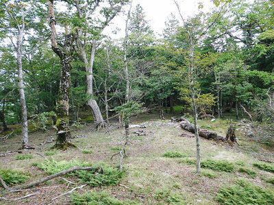 会場かな.JPG (354.74 KiB) 閲覧された回数 4916 回 ●会場かな?ココが好いと思うノラ