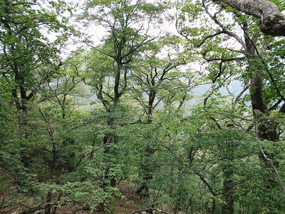 好い森だ.JPG (376.5 KiB) 閲覧された回数 4915 回 ●ホンと好い森だよ、自然とはこお言う森のコトだね