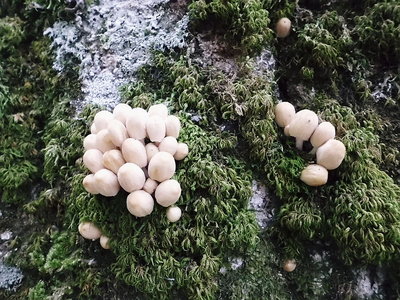 ナニきのこ.JPG (256.43 KiB) 閲覧された回数 4919 回 ●いろんなキノコ見つけました。ワン