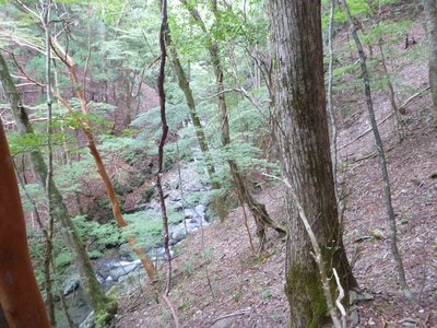 1P1000410.jpg (807.01 KiB) 閲覧された回数 4968 回 癒しの源流 奥山谷