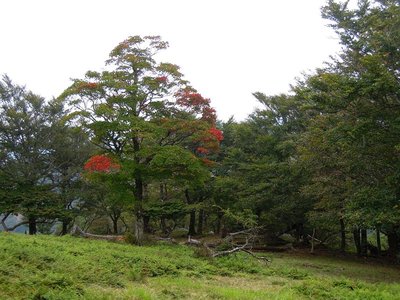 枝ごとに紅葉の進行が違うオオイタヤ。