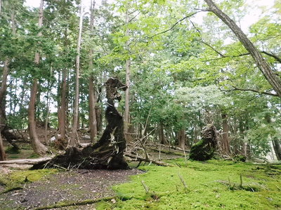 恐竜と獅子.JPG (279.58 KiB) 閲覧された回数 4792 回 ●この竜神と獅子好い感じでしょ。不思議と植林もあるんだよね。