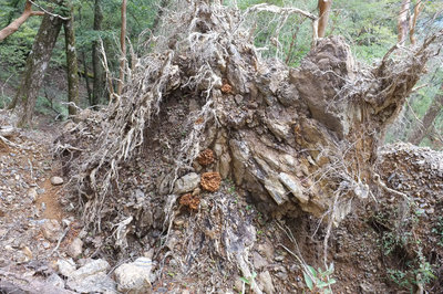 スズメバチの巣じゃないよ