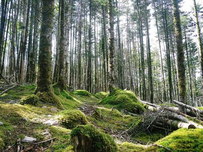 IMGP2820_sh01s.JPG (132.64 KiB) 閲覧された回数 3990 回 苔むした樹林帯