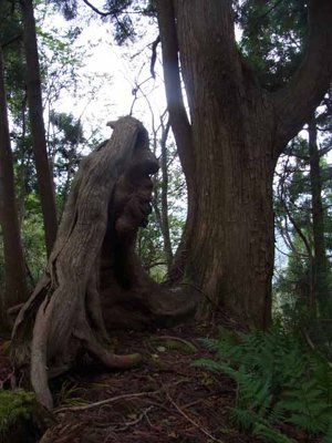 へんてこな１本杉～