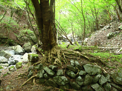 IMG_5987.jpg (496.33 KiB) 閲覧された回数 7391 回 二股の窯跡