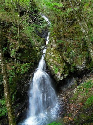 ワサビ谷出合から本流の滝