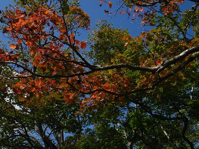 メイゲツ？の紅葉