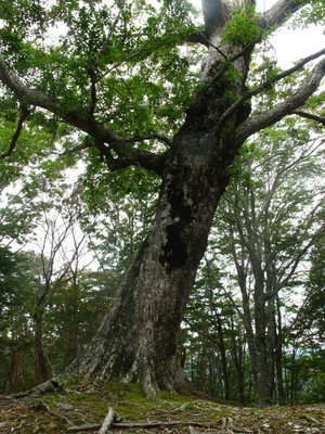 IMG_6025.jpg (543.76 KiB) 閲覧された回数 6032 回 ナンノキ平のミズナラ