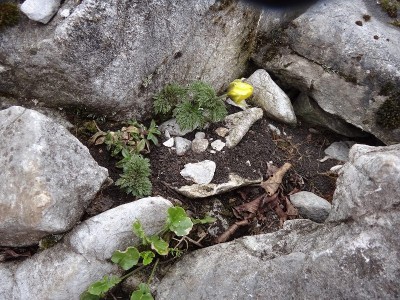 DSC01289.jpg (194.26 KiB) 閲覧された回数 8305 回 まばらに少ない福寿草