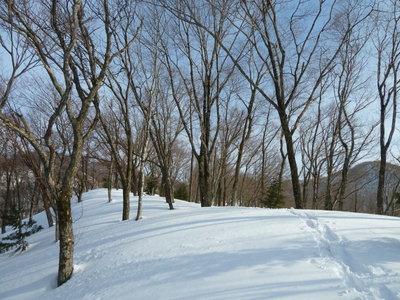下山の尾根の下部。悪くはないです。