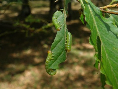 ブナの葉を食べるブナハバチ幼虫（2011、6.25）
