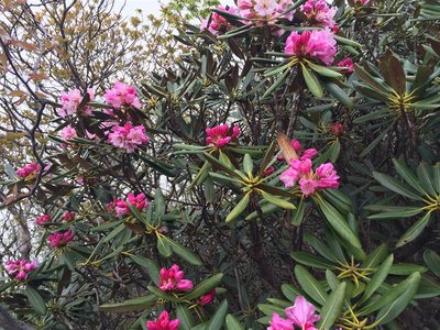 IMG_6324.jpg (462.48 KiB) 閲覧された回数 34109 回 シャクナゲ@地獄谷